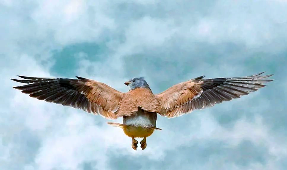 半岛体育官网入口下载-关于河南建业球员全力以赴，面对困境不屈不挠的信息